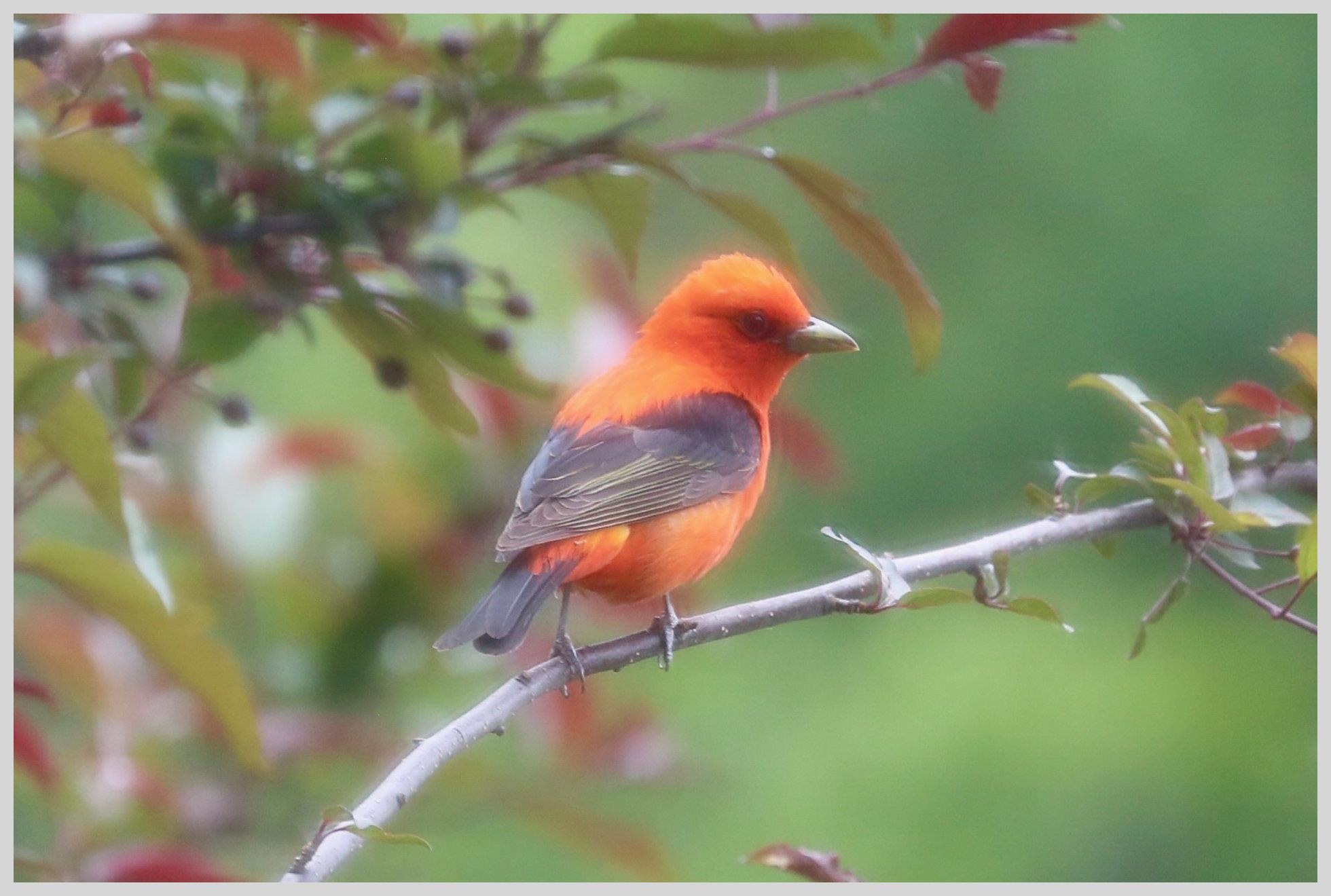 21 Quarry Road Campton, NH 03223 - Photo 54 of 59