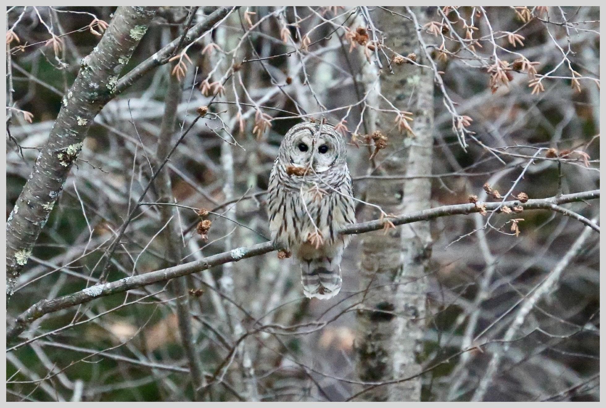 21 Quarry Road Campton, NH 03223 - Photo 57 of 59
