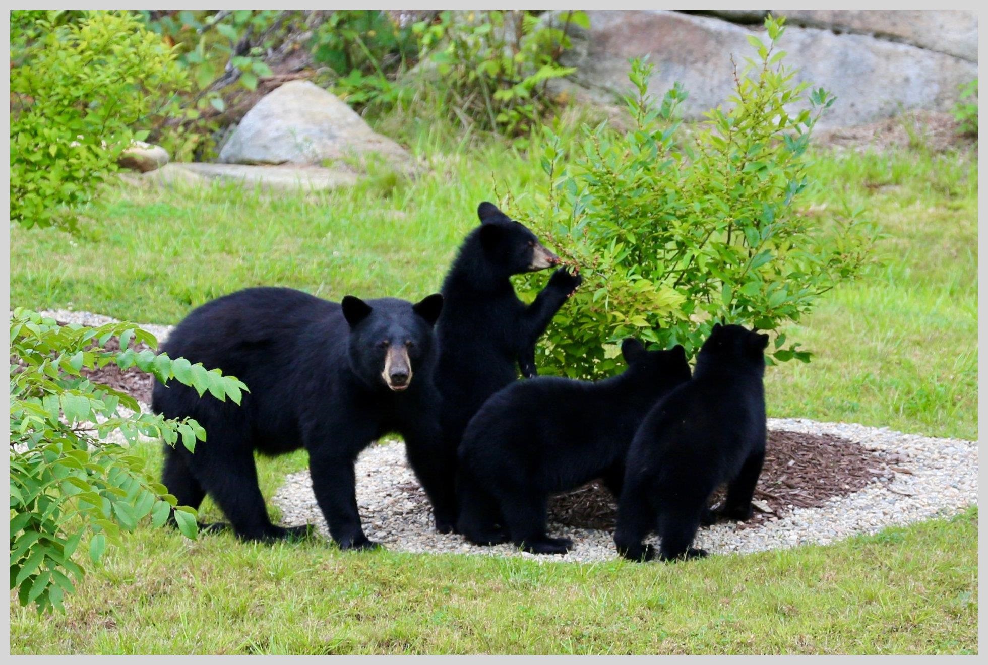 21 Quarry Road Campton, NH 03223 - Photo 58 of 59