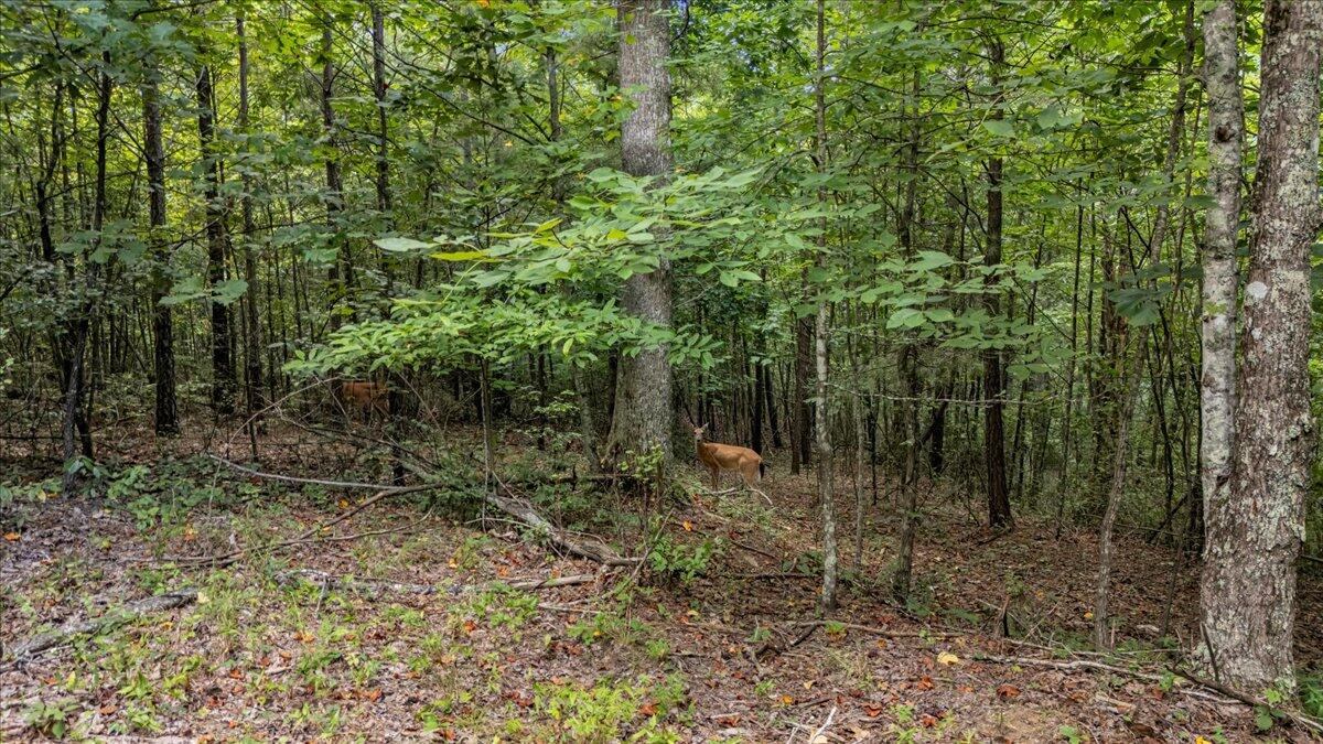 205 Whiskey Way, Unit JF375 Jasper, TN 37347 - Photo 11 of 21 11-DJI_20250801144046_0177_D