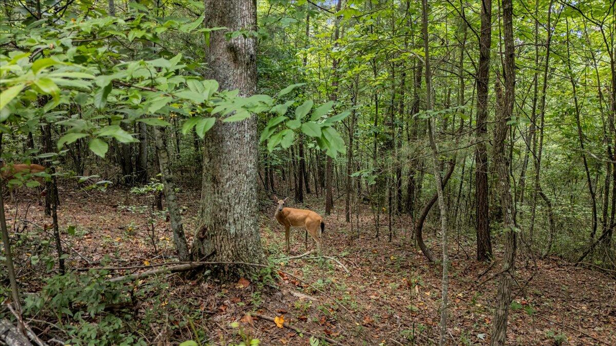 205 Whiskey Way, Unit JF375 Jasper, TN 37347 - Photo 12 of 21 12-DJI_20250801144106_0178_D
