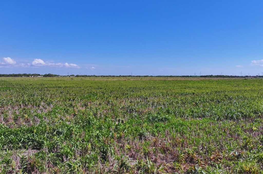 Tbd County Rd 2367 Odem, TX 78370 - Photo 6 of 7
