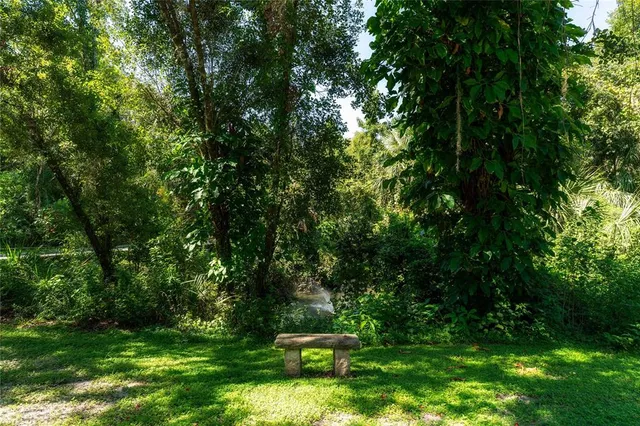 a view of a lush green forest