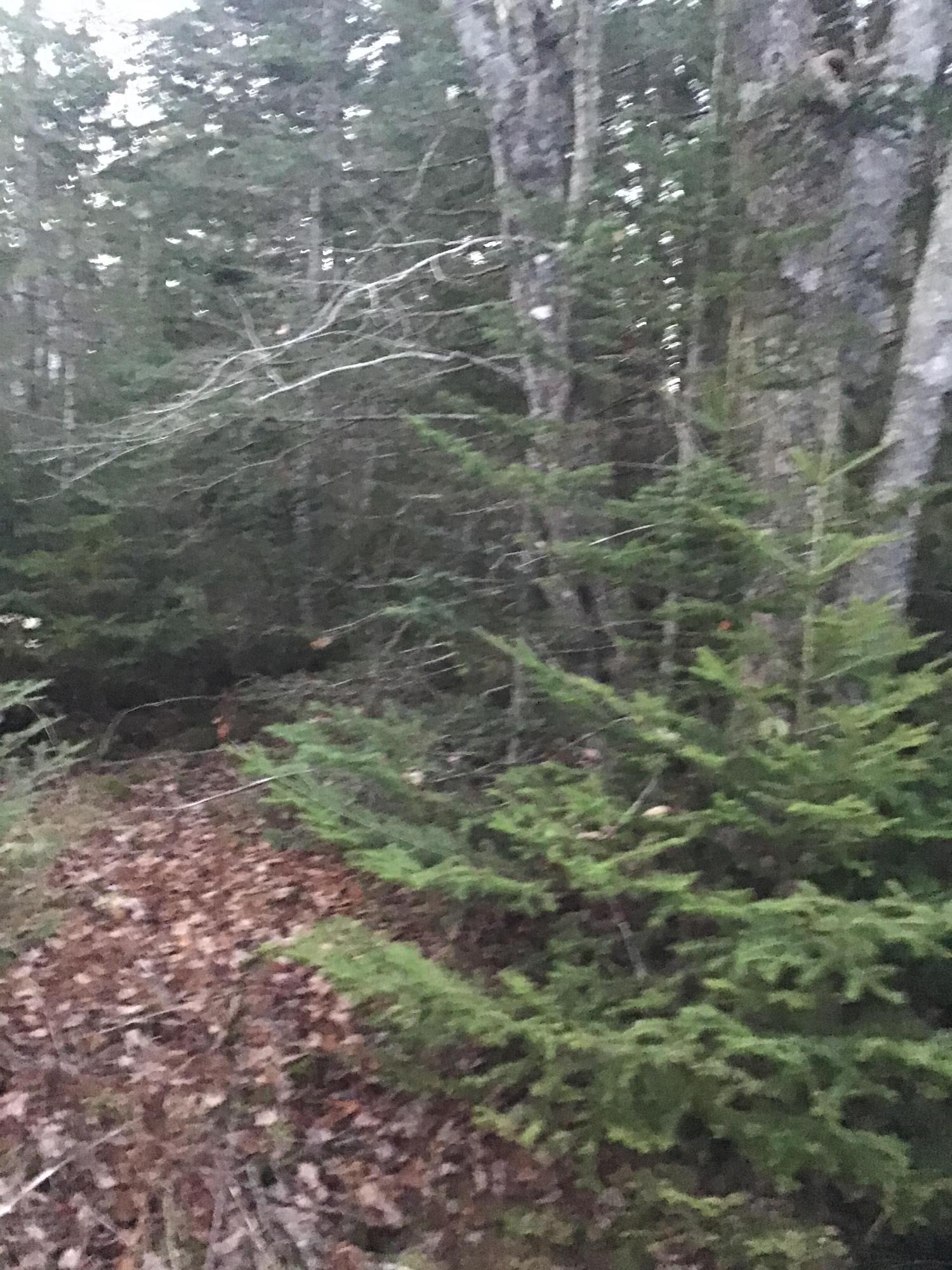 Lot 6 Gouldsboro Point Road Gouldsboro, ME 04607 - Photo 3 of 5 IMG_3377