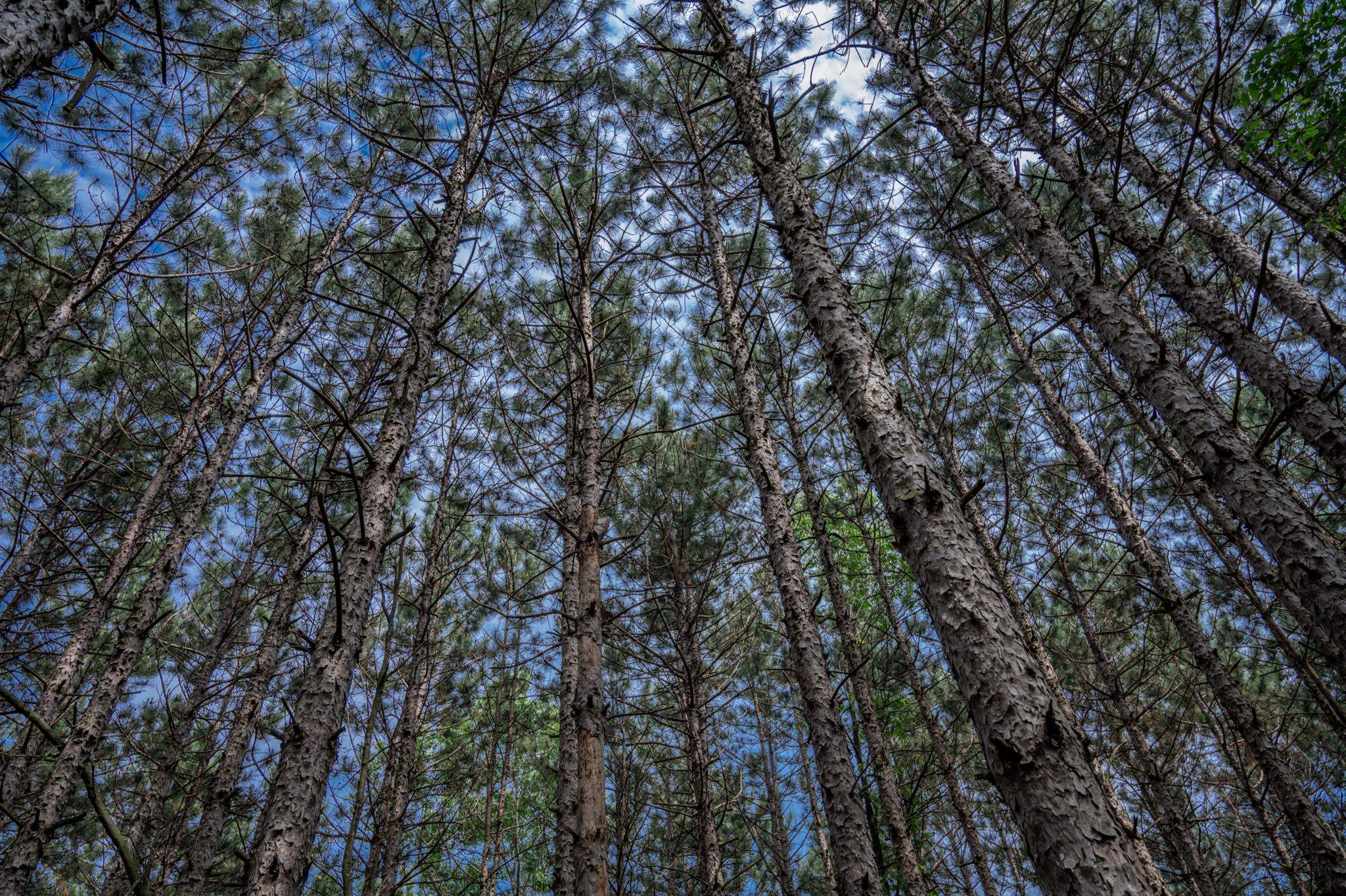 2.08-ac Clearview Nekoosa, WI 54456 - Photo 10 of 45