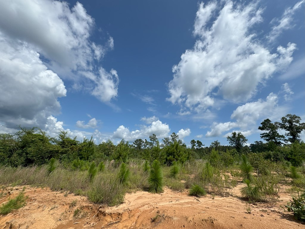 0 Hutson Morris Road Columbia, MS 39429 - Photo 5 of 16 Photo 5