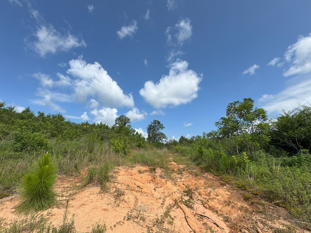 0 Hutson Morris Road Columbia, MS 39429 - Photo 6 of 16 Photo 6