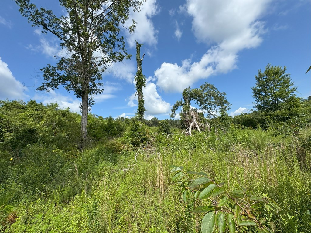 0 Hutson Morris Road Columbia, MS 39429 - Photo 7 of 16 Photo 7