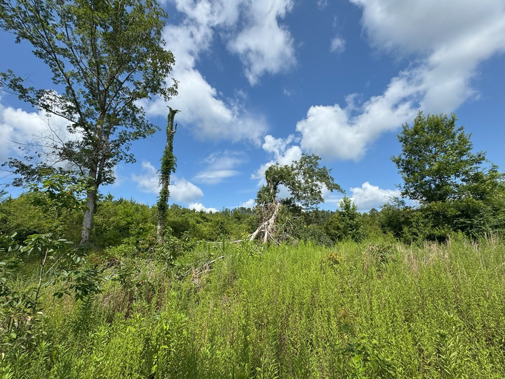 0 Hutson Morris Road Columbia, MS 39429 - Photo 8 of 16 Photo 8