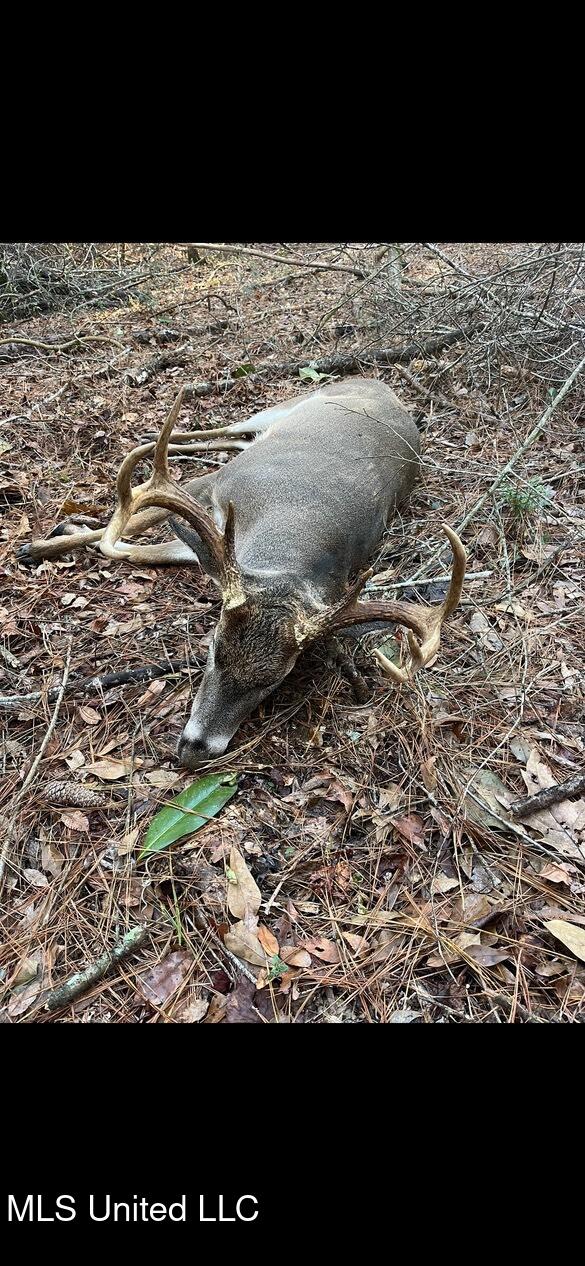 0 Southwest Jackson Liberty Drive Southwest Bogue Chitto, MS 39629 - Photo 28 of 33 IMG_2397