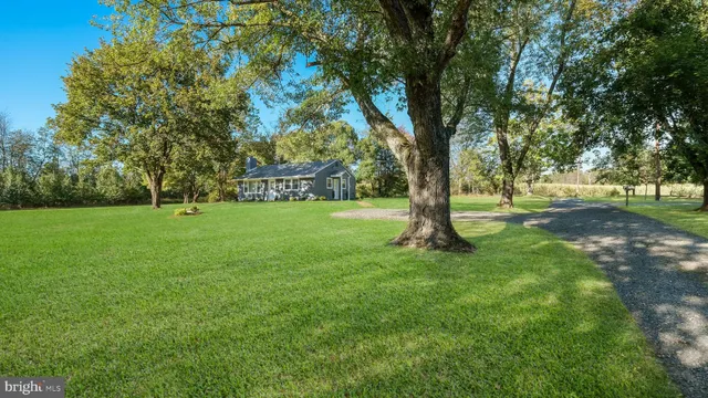 a view of a tree in a park