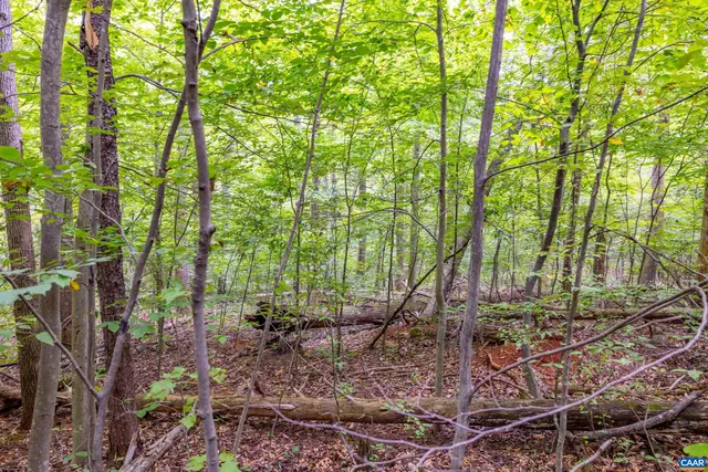 a backyard of a house with lots of plants and large trees