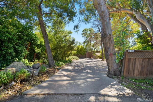 a view of a yard with plants and a large tree