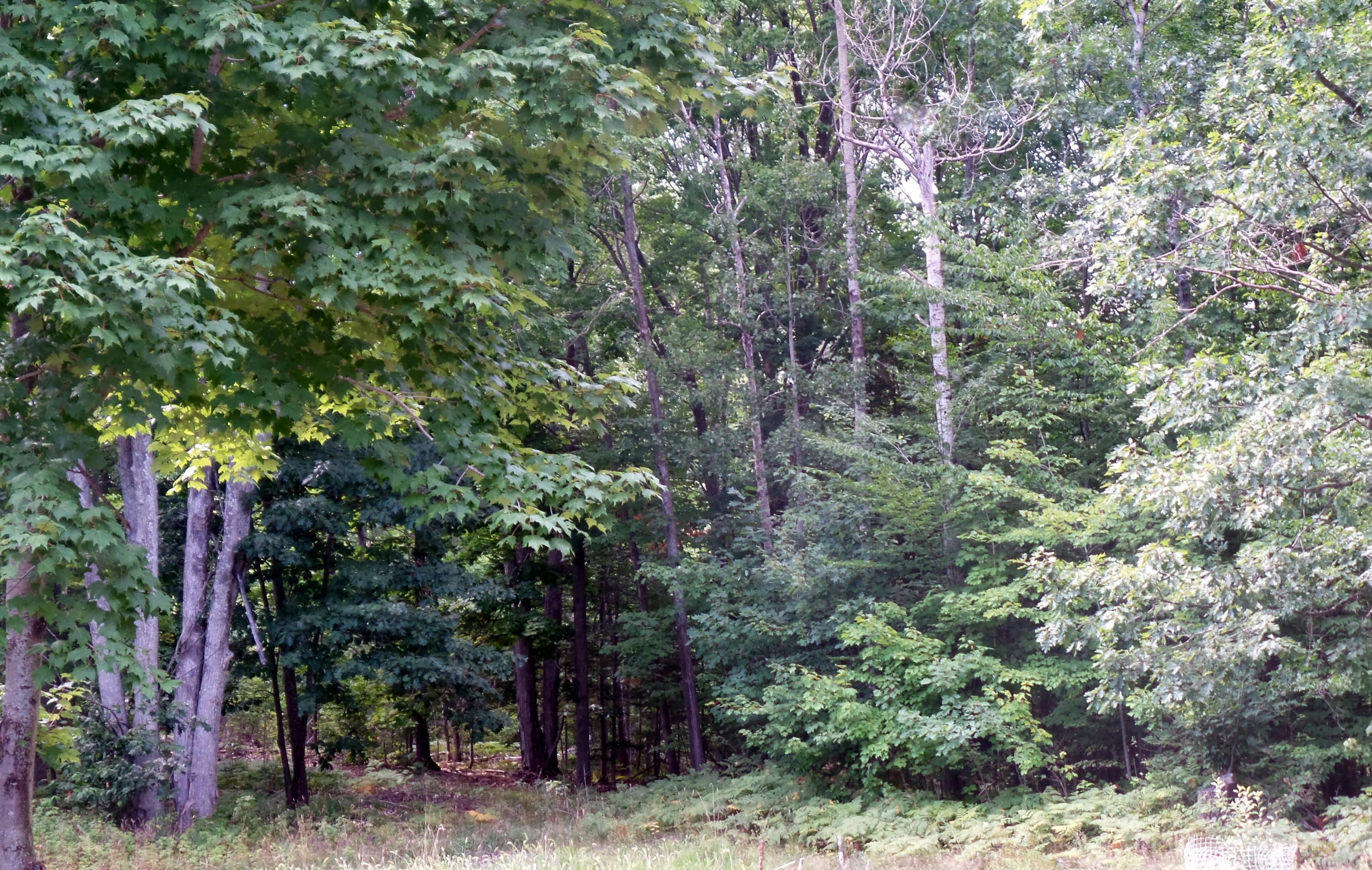 2502 West Silver Beach Road Cheboygan, MI 49721 - Photo 36 of 37 Gallery Image 36