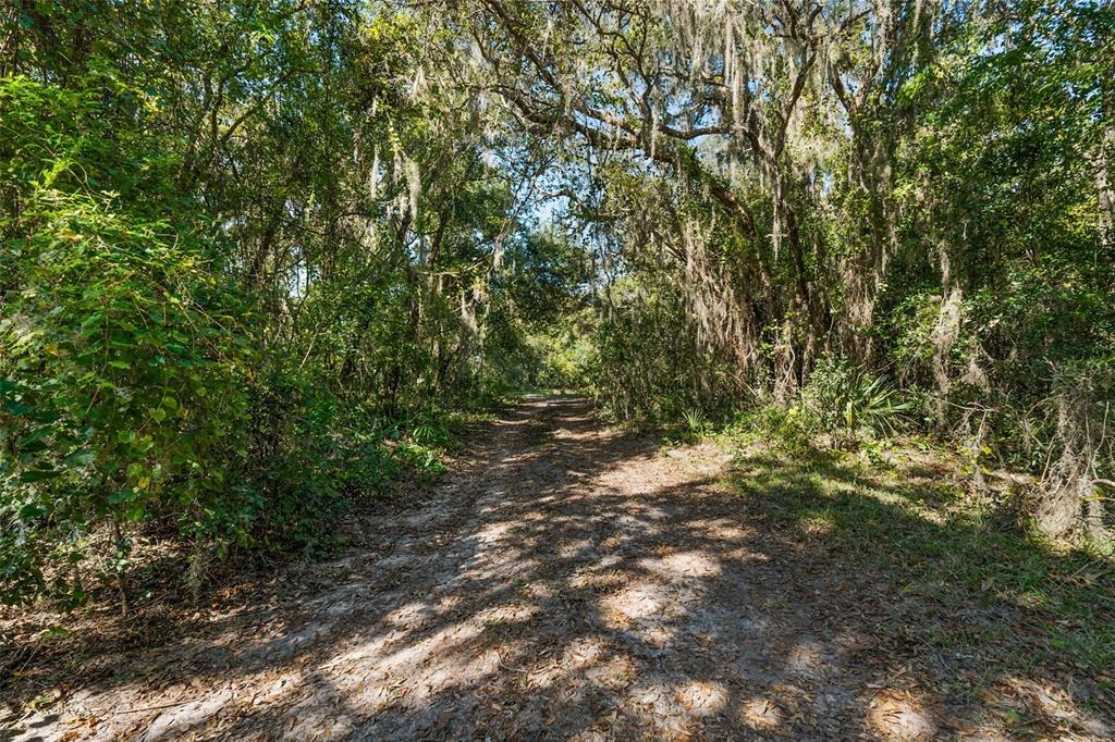 11001 Moon Crest Lane Leesburg, FL 34788 - Photo 20 of 25 a view of a yard with a tree