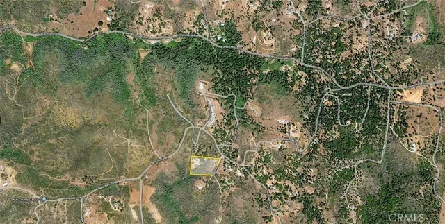 a view of a forest with a tree