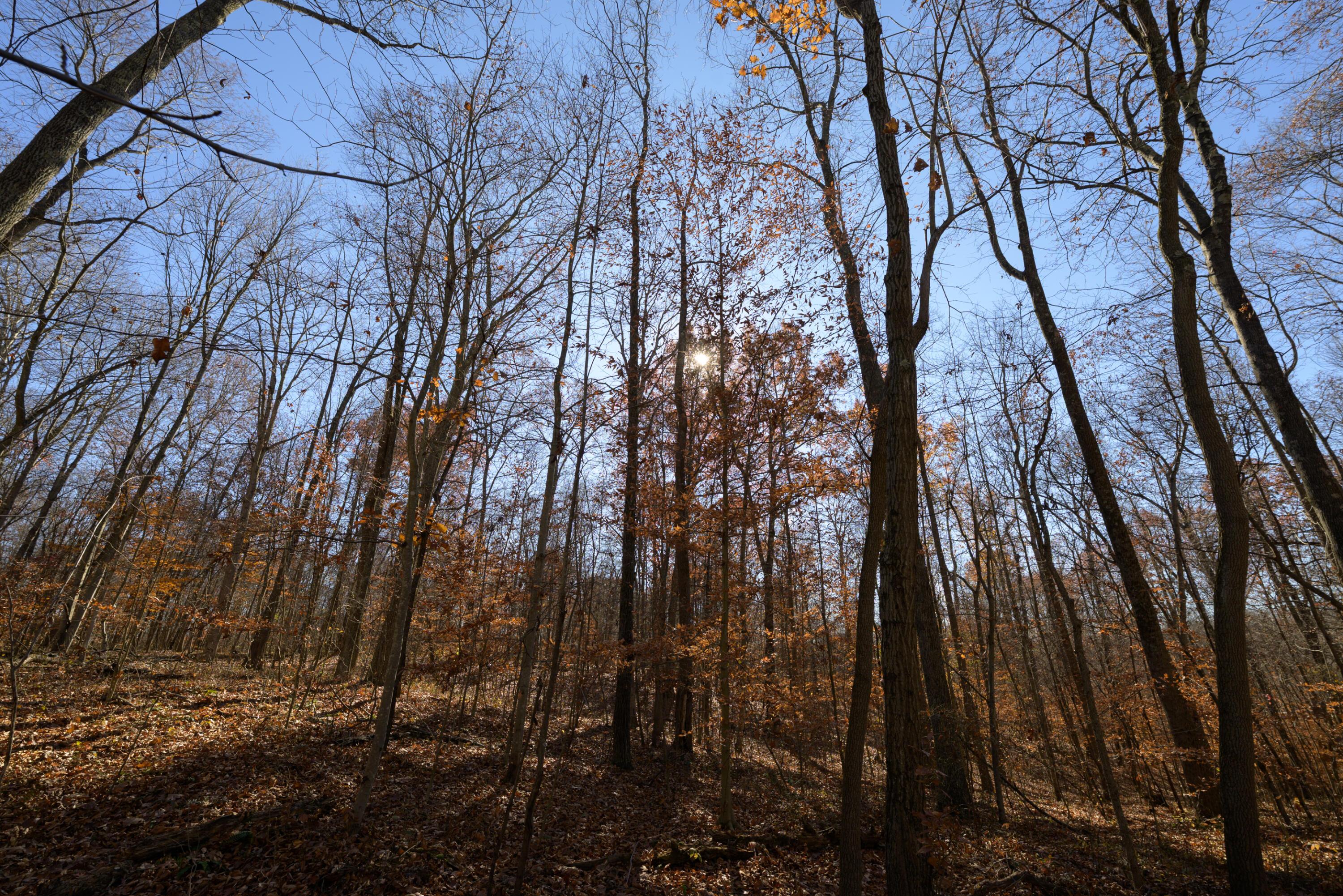 0 Morning Star Road Racine, OH 45771 - Photo 8 of 18 SPS_4155 (1)