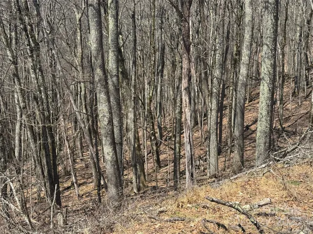 a view of a yard with plants and trees