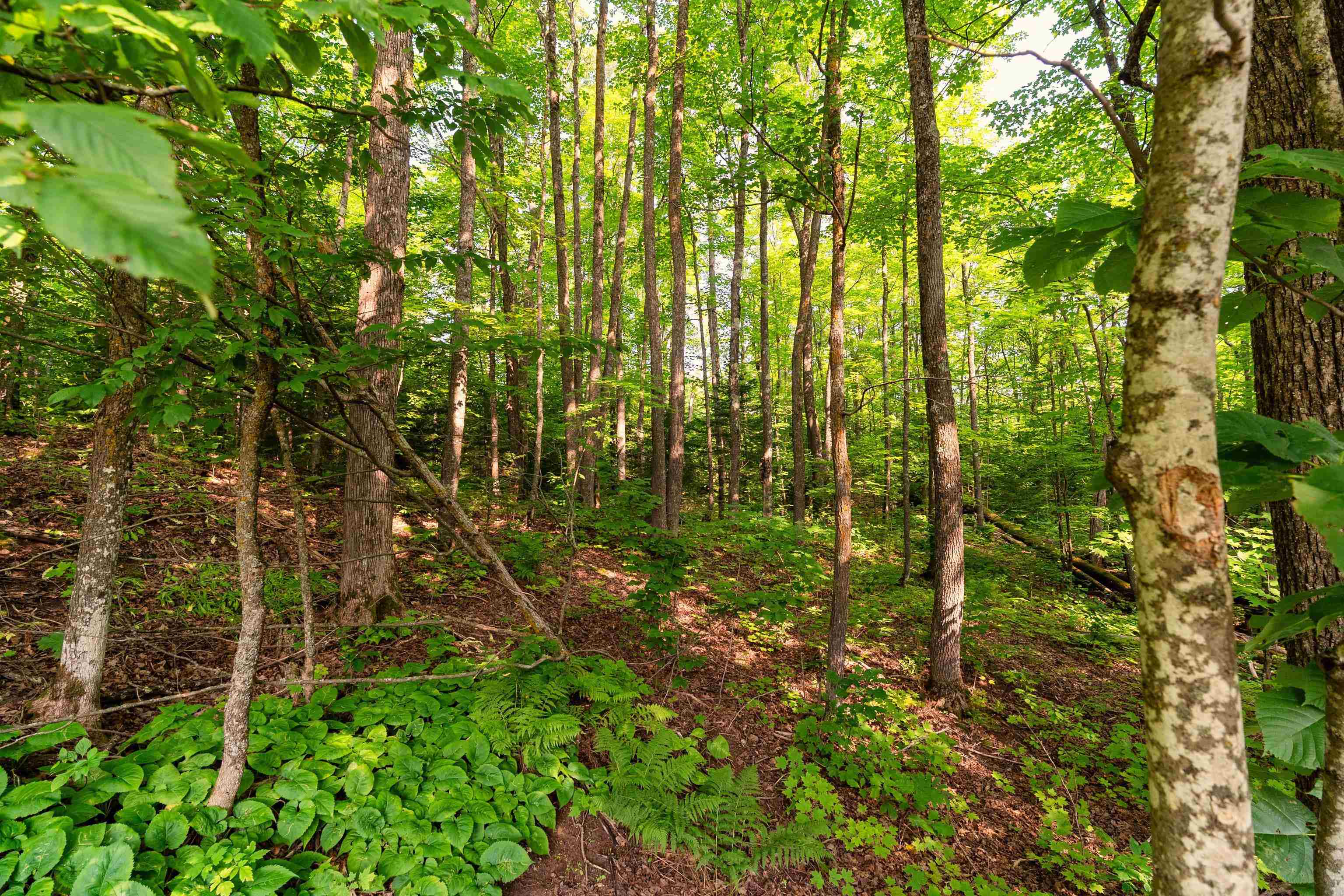 Xxxx West Lookout Road Duluth, MN 55804 - Photo 9 of 10