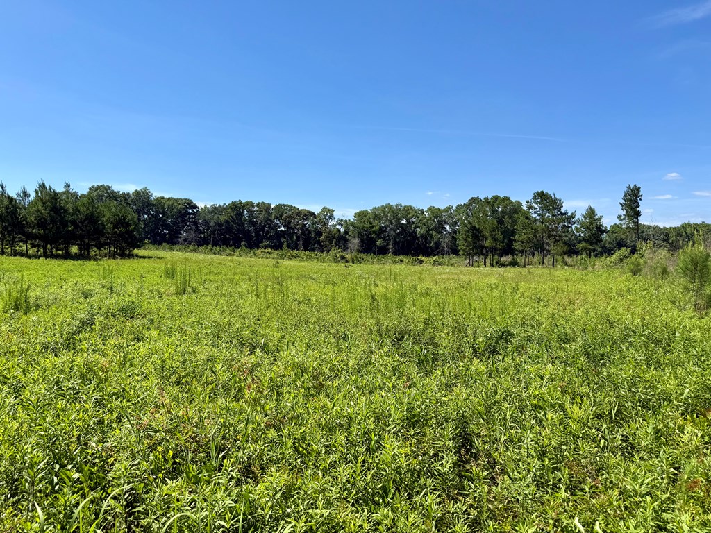 60-acres Hutton Road Hartford, AL 36344 - Photo 28 of 31