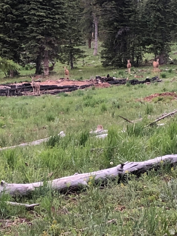 North Fork Road South Duck Creek Village, UT 84762 - Photo 16 of 17 View of yard