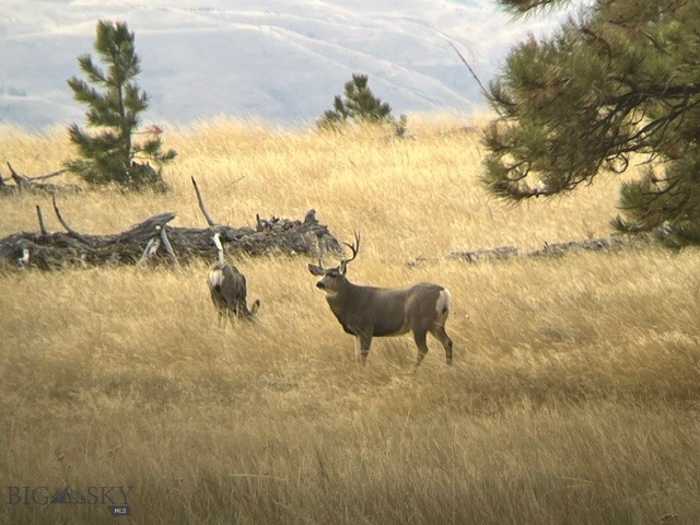 659 Deadmans Canyon Road Reed Point, MT 59069 - Photo 57 of 96 Gallery Image 57