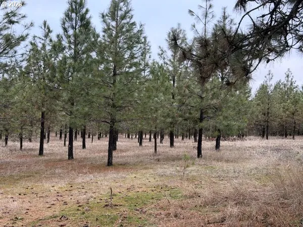 a view of park with trees