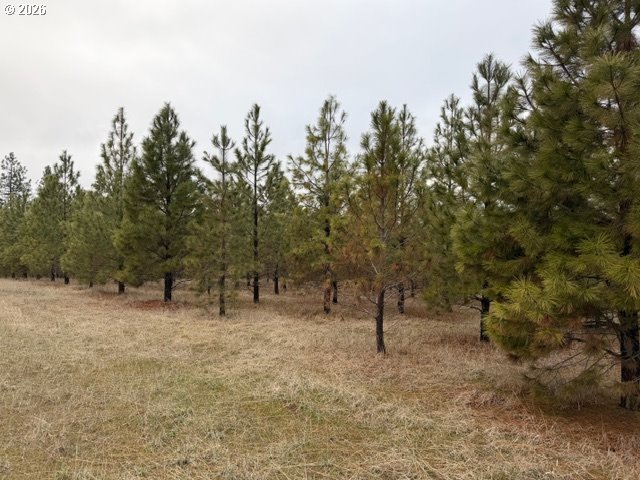 Garrison Road, Unit 1 2 3 Goldendale, WA 98620 - Photo 15 of 32 a view of a forest with trees in the background