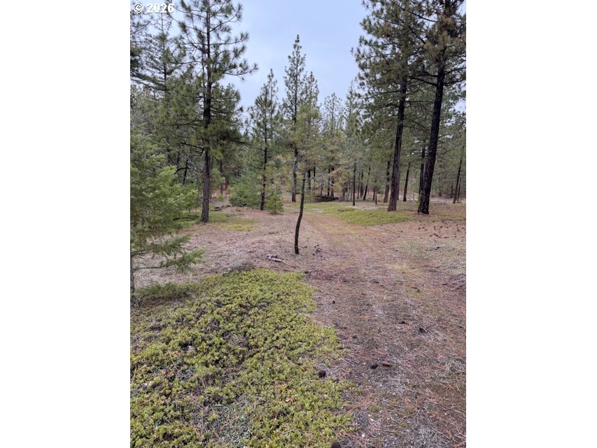 Garrison Road, Unit 1 2 3 Goldendale, WA 98620 - Photo 19 of 32 a view of a yard with a tree