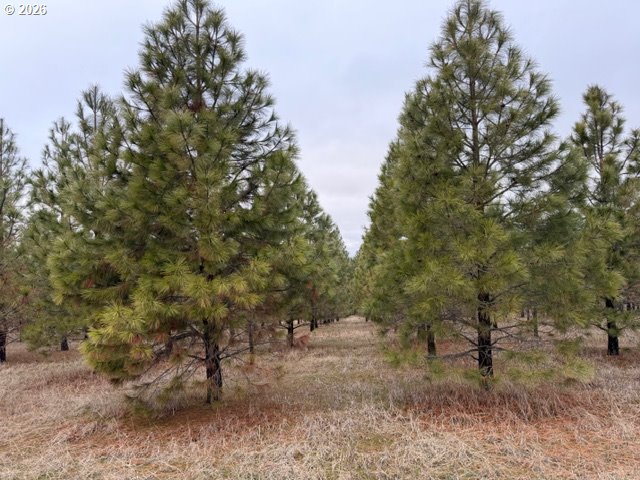 Garrison Road, Unit 1 2 3 Goldendale, WA 98620 - Photo 2 of 32 a view of a forest filled with trees