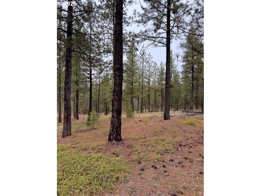 Garrison Road, Unit 1 2 3 Goldendale, WA 98620 - Photo 21 of 32 a view of a road with trees in the background