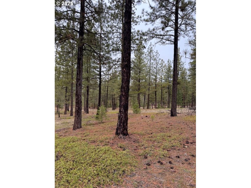 Garrison Road, Unit 1 2 3 Goldendale, WA 98620 - Photo 22 of 32 a view of a forest with trees