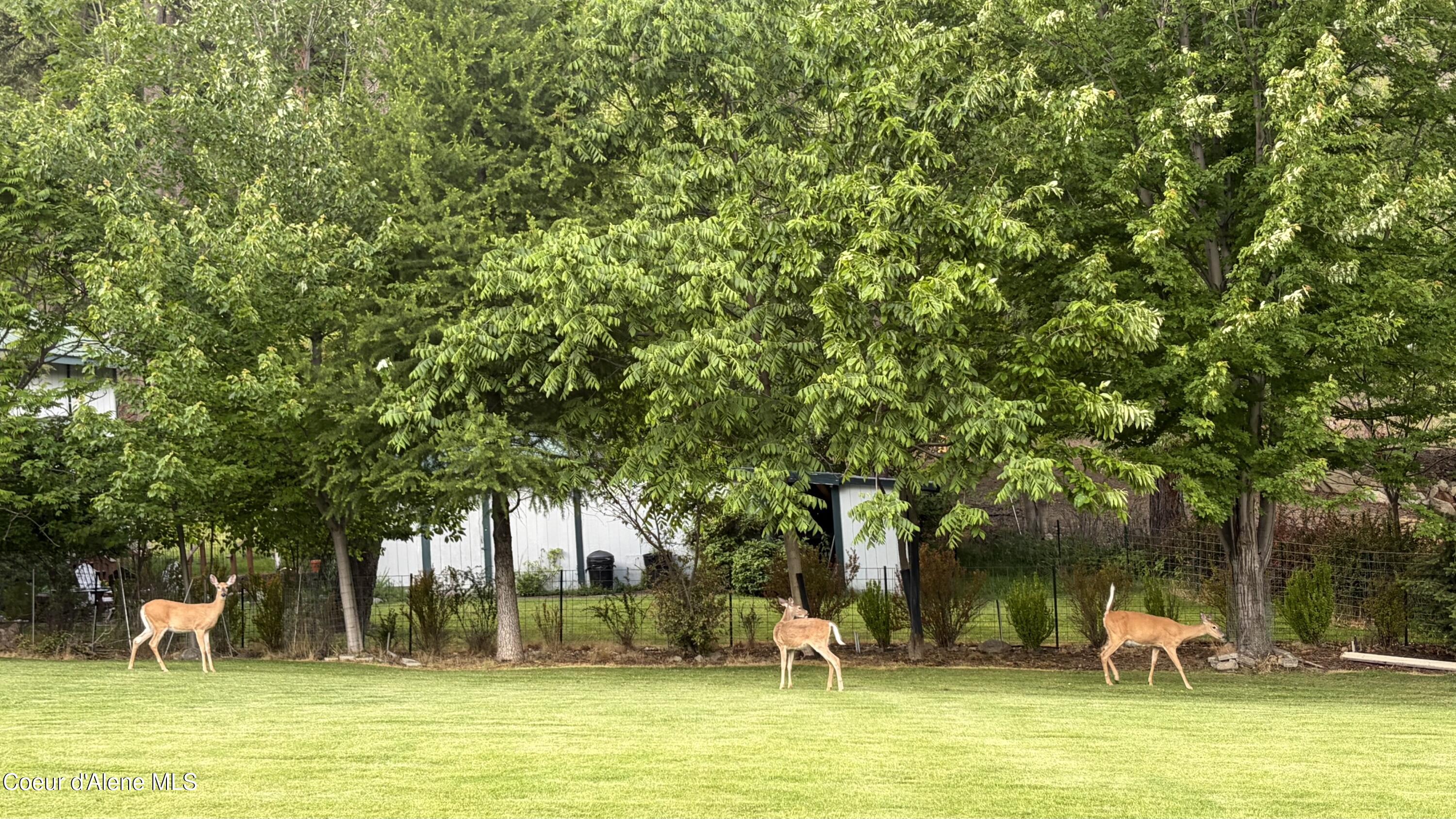 461 Glacier Loop Athol, ID 83801 - Photo 10 of 26 GLACIER Deer