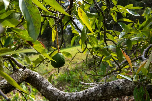 $2,300,000 | 45-3503 Kahana Drive, Honokaa, HI 96727