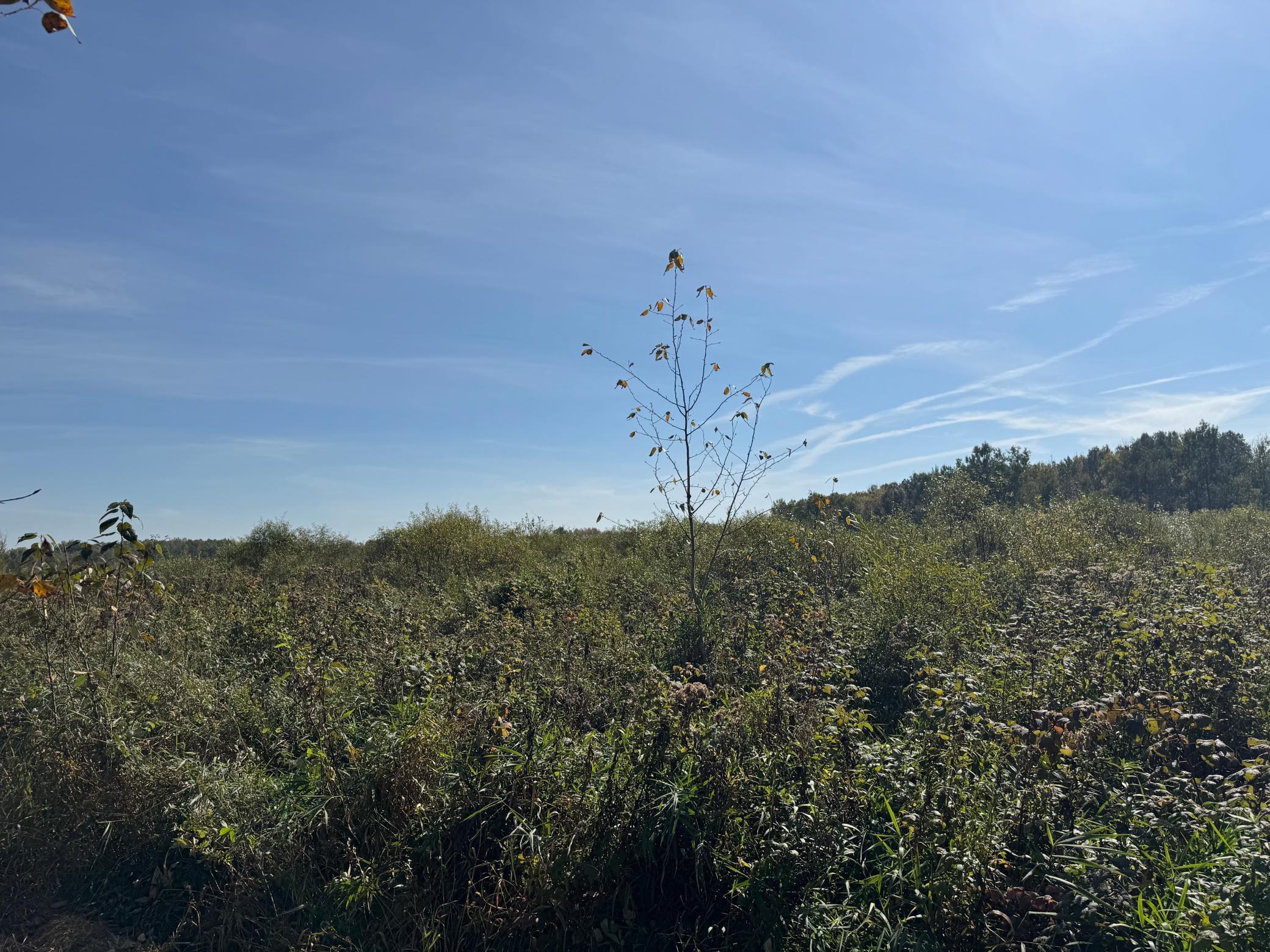 Tbd 460th Lane Palisade, MN 56469 - Photo 15 of 46