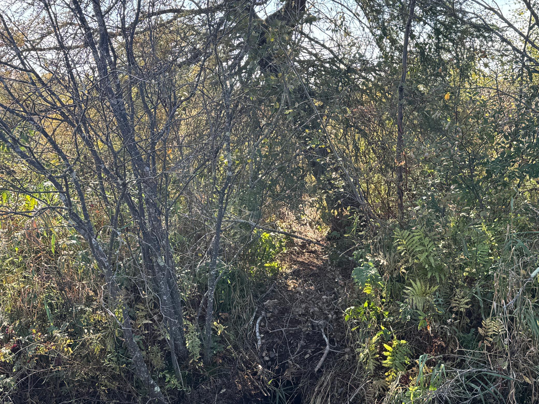 Tbd 460th Lane Palisade, MN 56469 - Photo 20 of 46