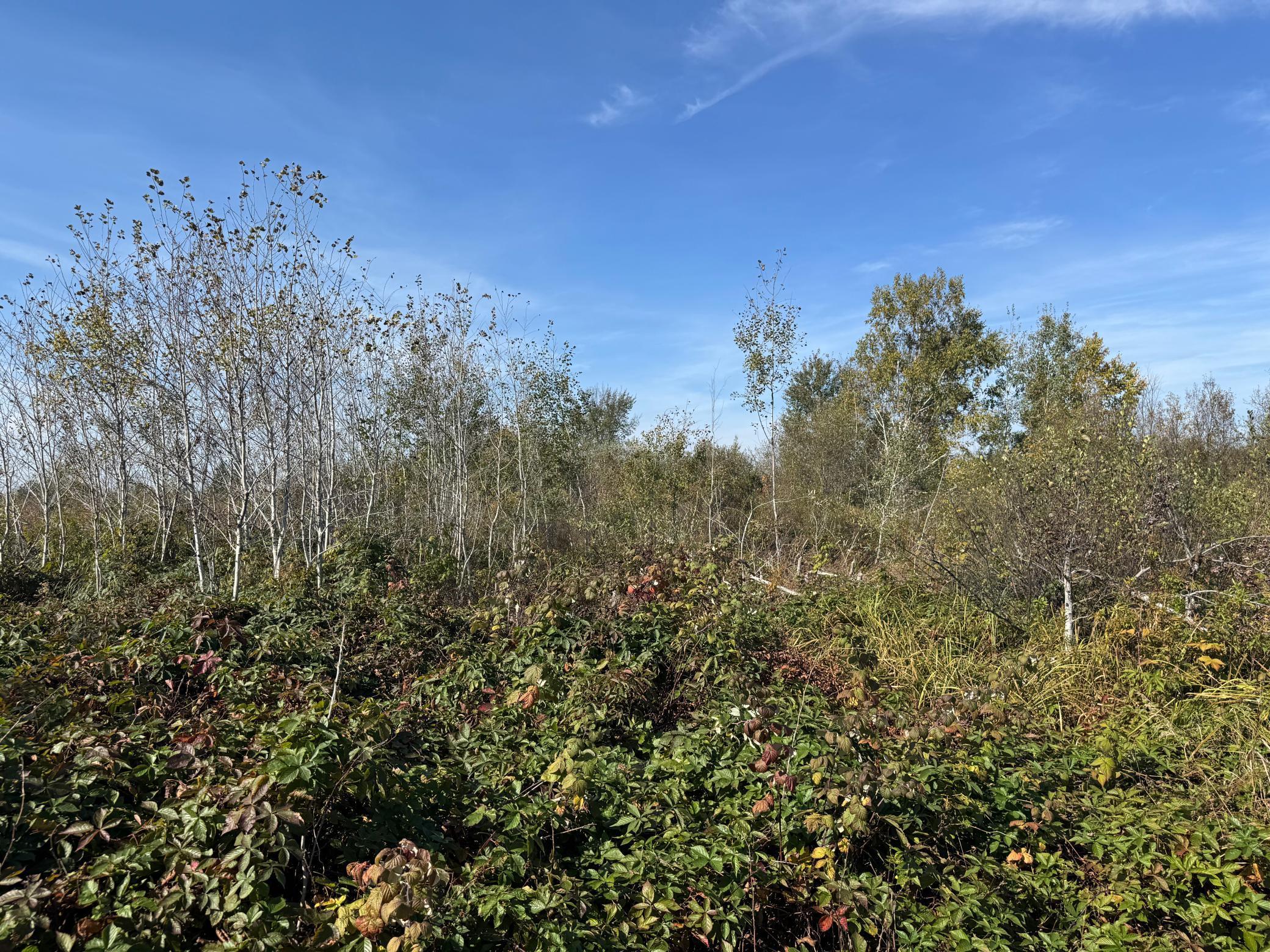 Tbd 460th Lane Palisade, MN 56469 - Photo 27 of 46