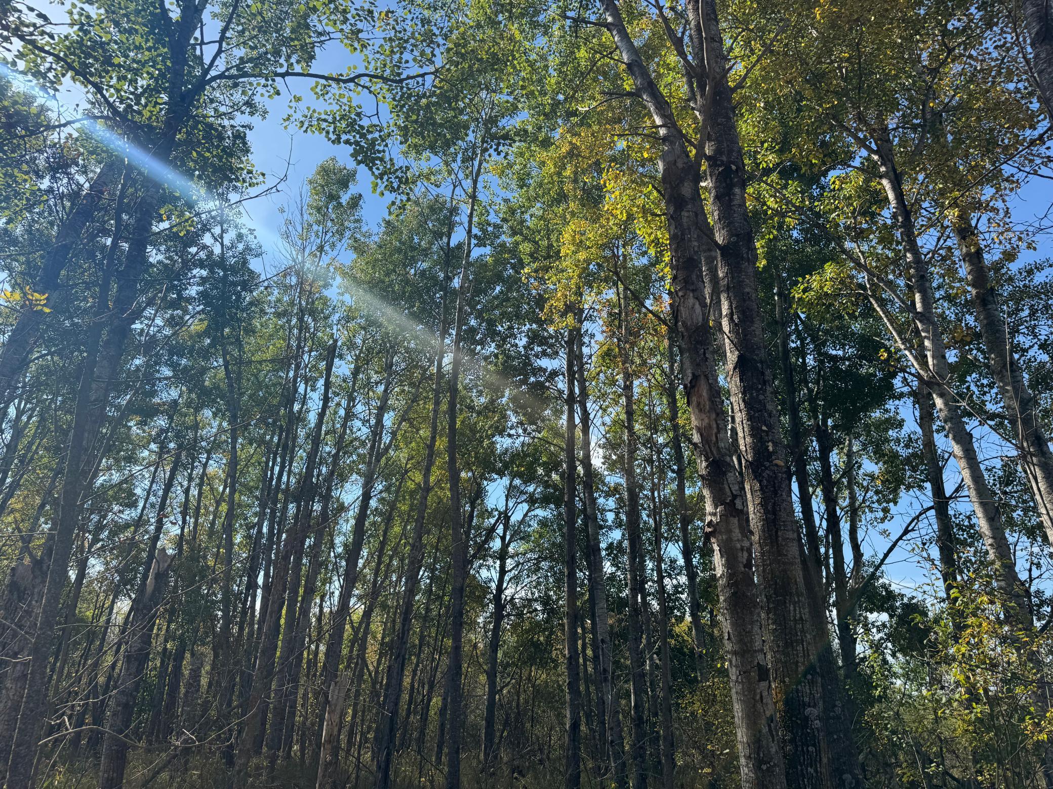 Tbd 460th Lane Palisade, MN 56469 - Photo 35 of 46