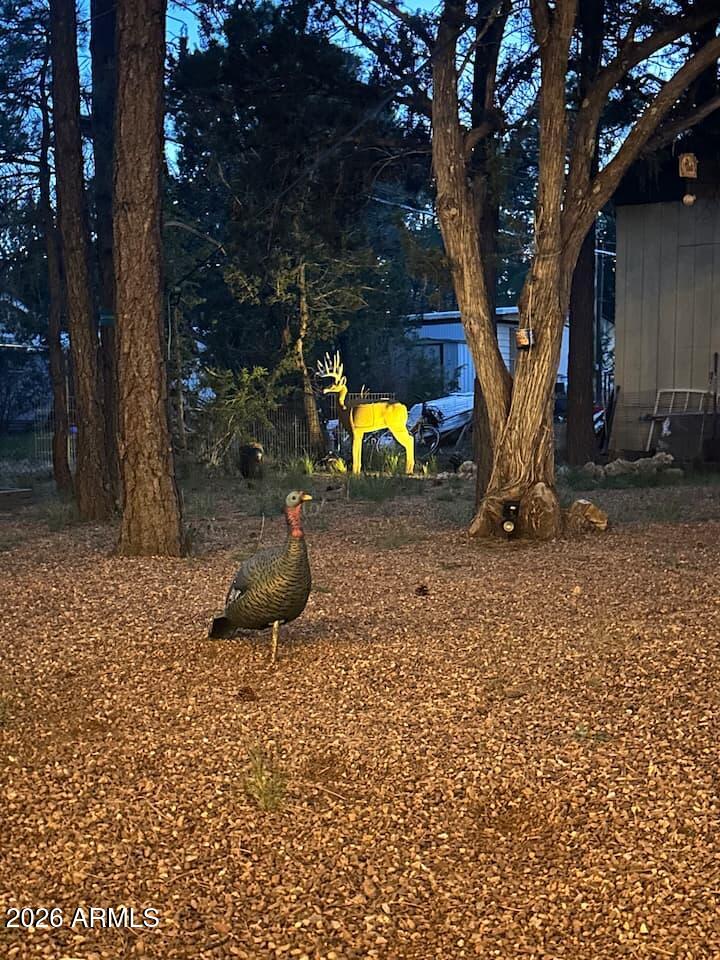 2175 Chevelon Road Overgaard, AZ 85933 - Photo 15 of 17 IMG_2832