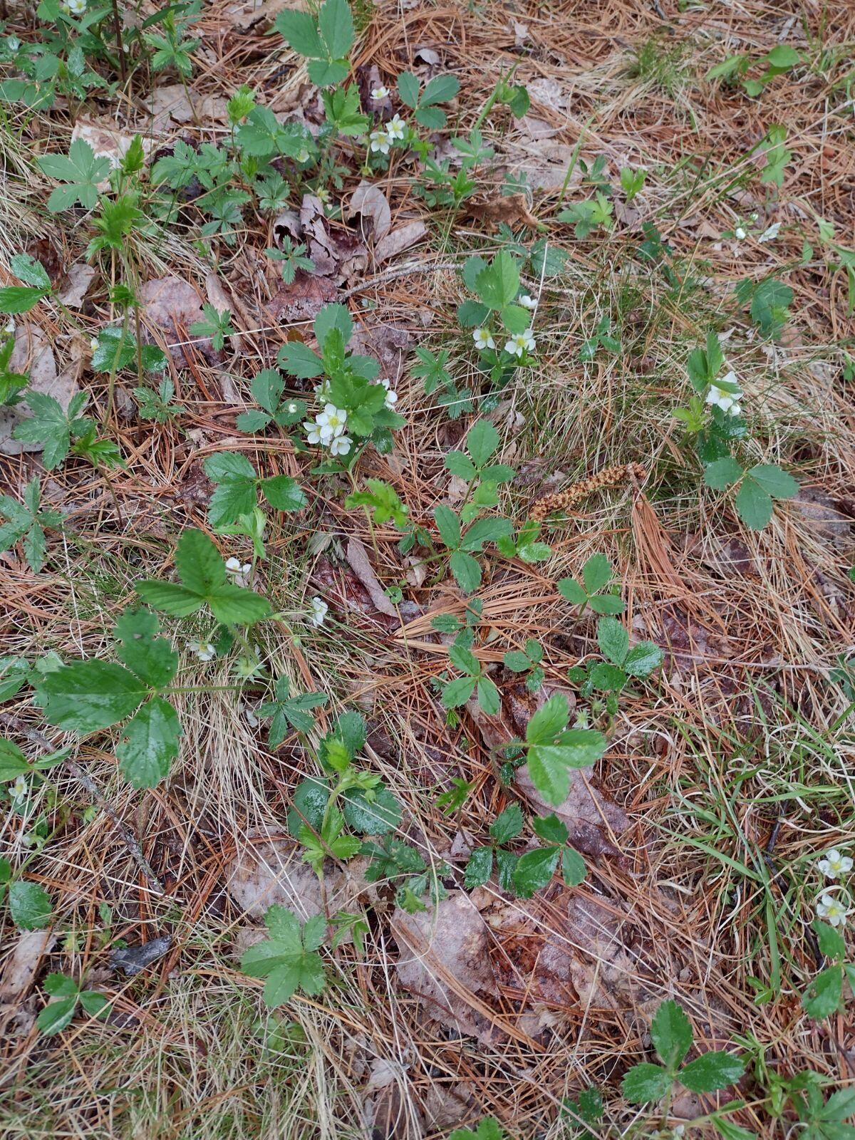 145 Dyer Bay Wood Road Steuben, ME 04680 - Photo 15 of 24 5478727478183147698