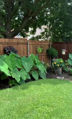 a view of garden with plants and trees