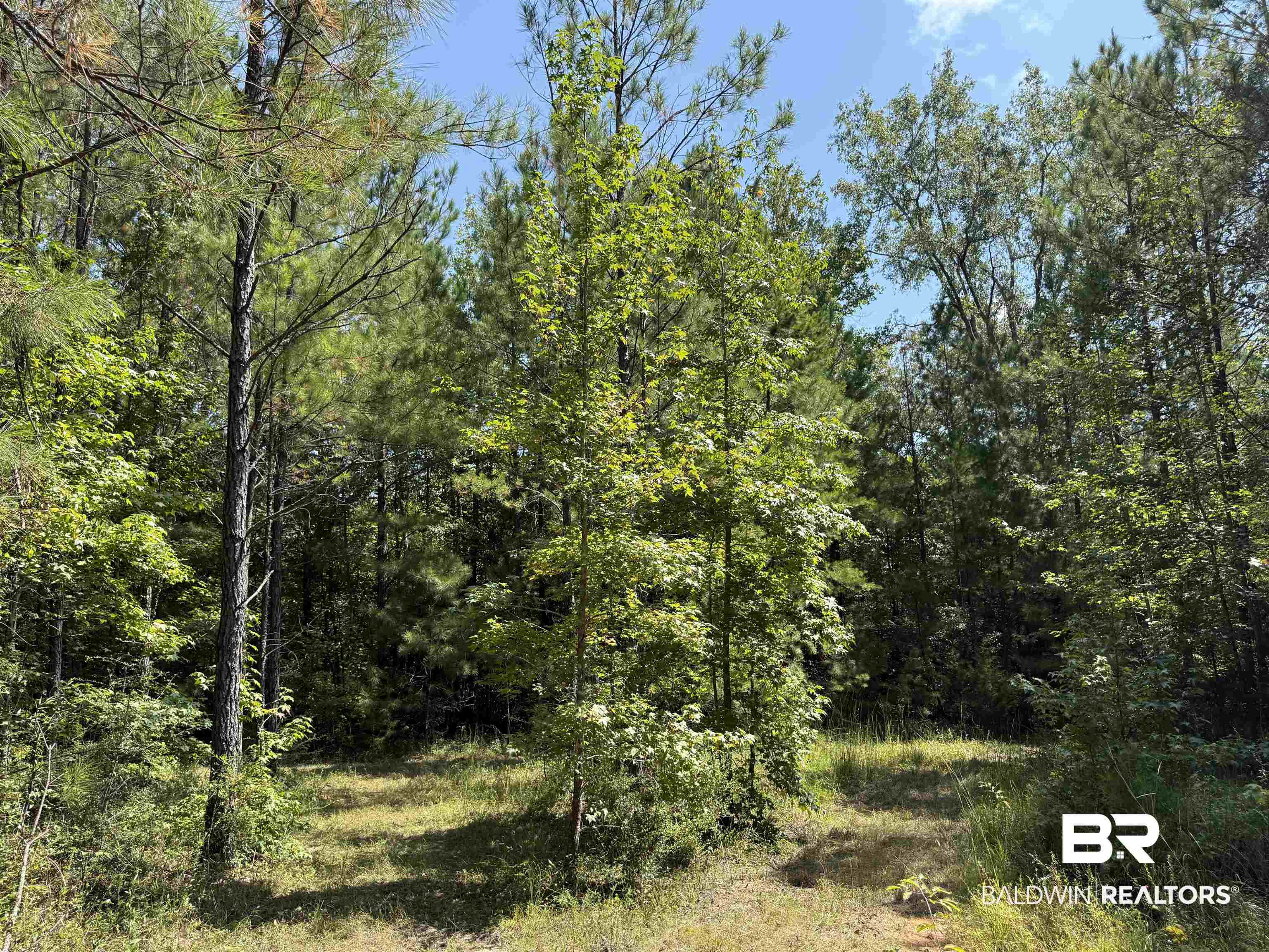 13850 Tallahatta Springs Road Thomasville, AL 36784 - Photo 16 of 27 View of woods
