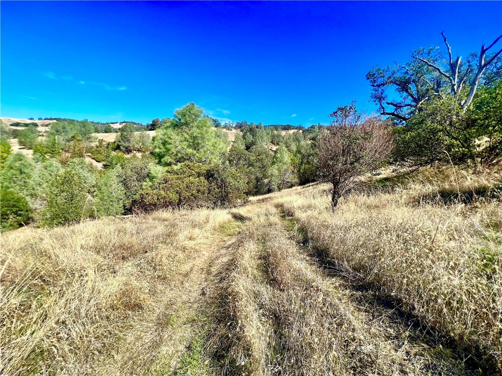 4240 Foothill Drive Lucerne, CA 95458 - Photo 6 of 16 a view of a yard with a tree