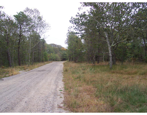 a view of a dry yard with trees