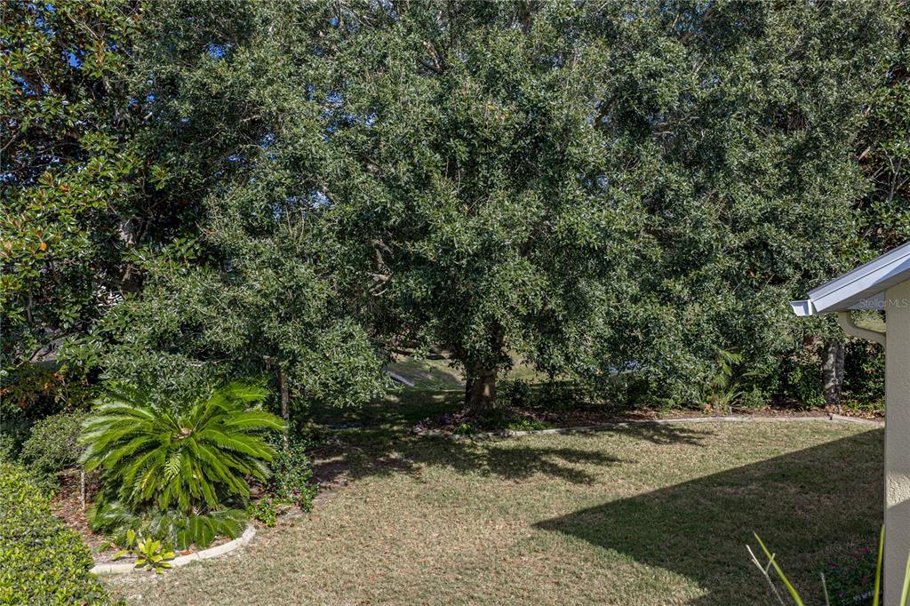 8725 Mississippi Run Spring Hill, FL 34613 - Photo 55 of 72 a view of a yard with plants and trees