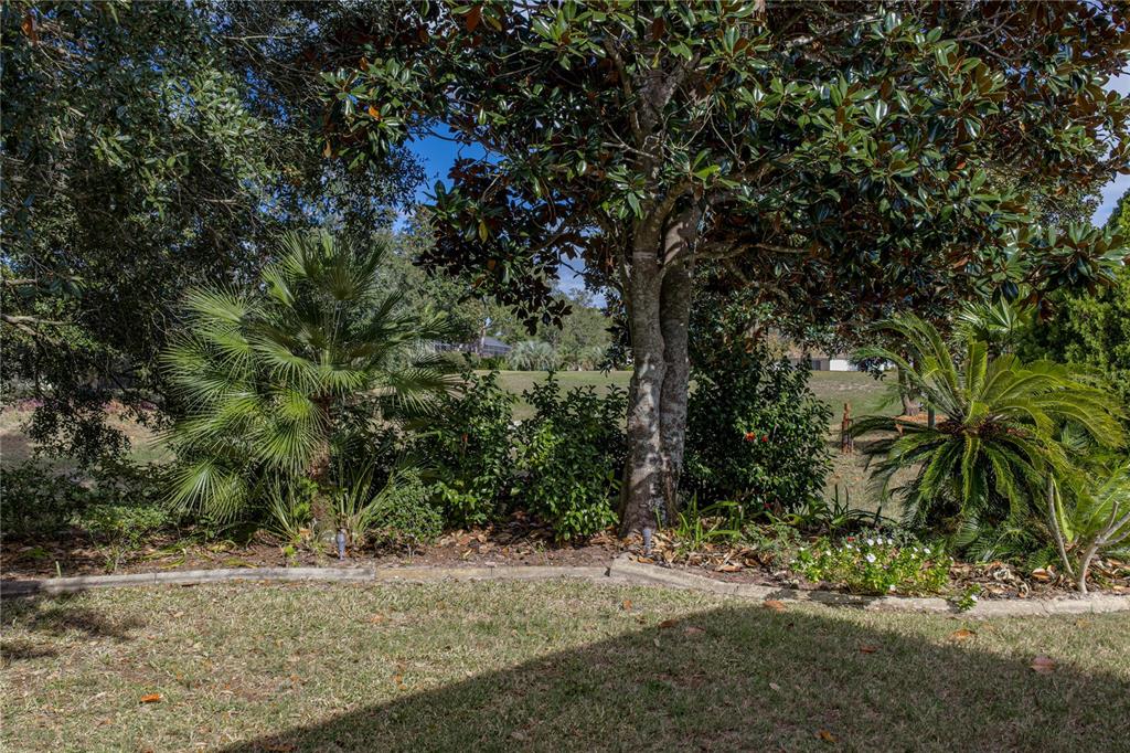 8725 Mississippi Run Spring Hill, FL 34613 - Photo 56 of 72 a view of a yard with a tree