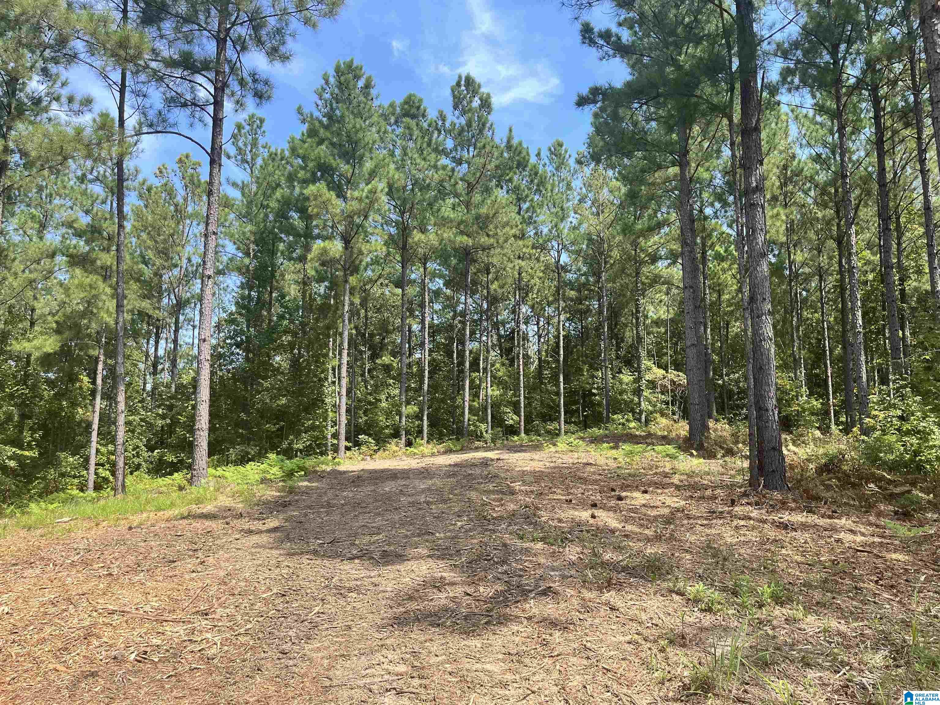 680 Sweet Apple Road, Unit TRACT 3 Pell City, AL 35128 - Photo 6 of 6