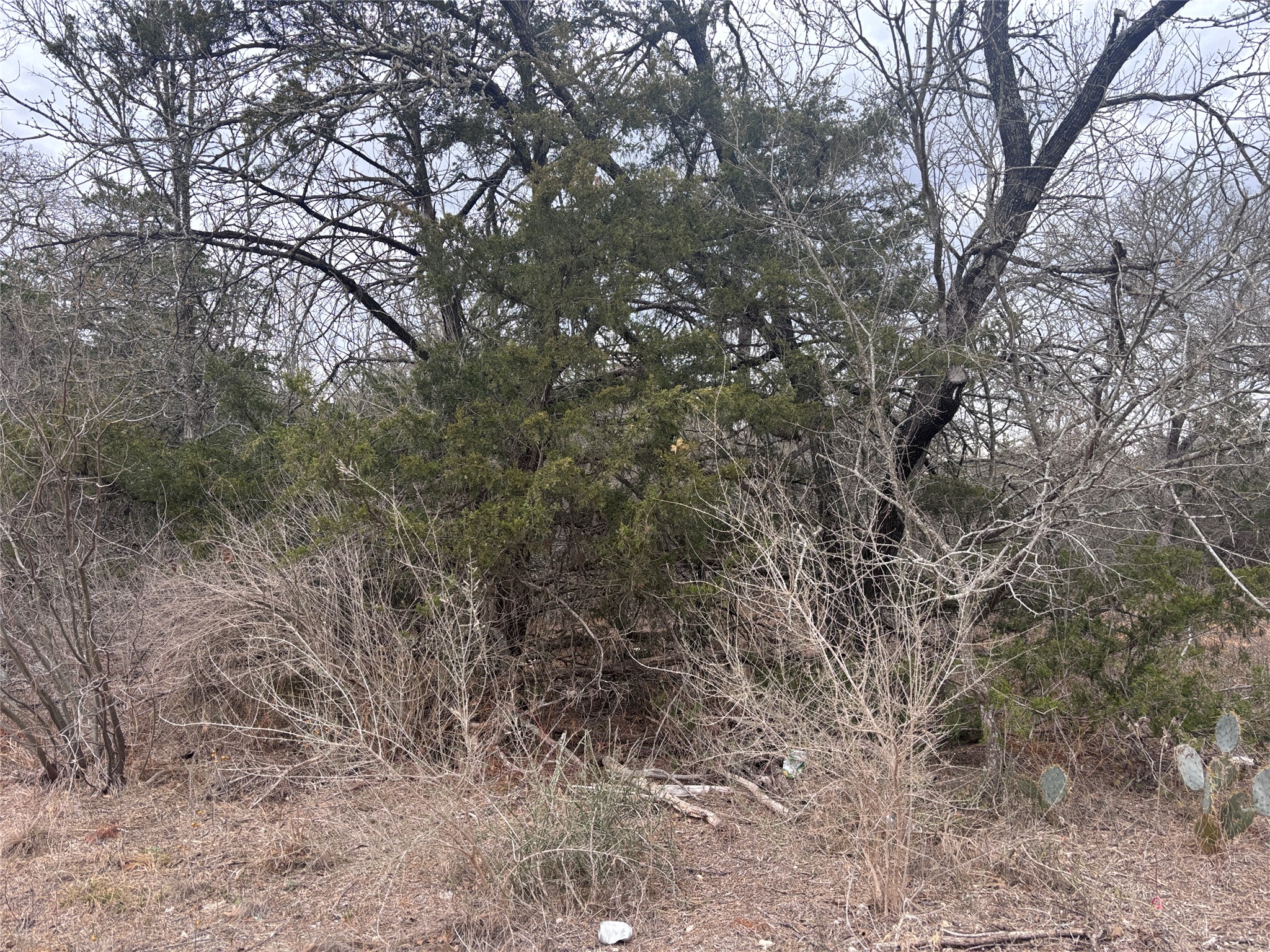 Tbd Pearson Road Dale, TX 78616 - Photo 1 of 7 Wooded