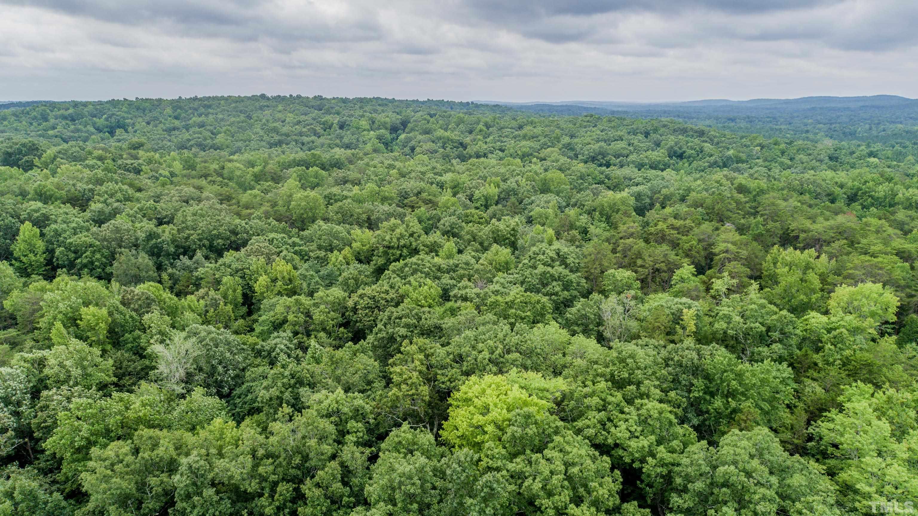 51-acres Fuller Road Rougemont, NC 27572 - Photo 4 of 19 a view of a big yard with plants and large trees
