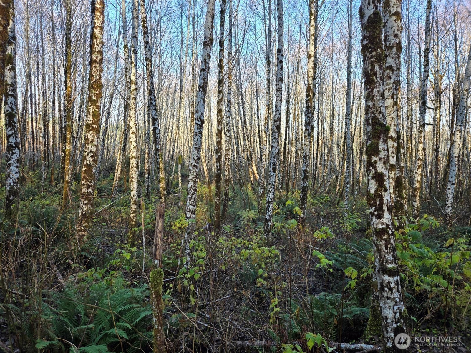 15.8 North River Road Cosmopolis, WA 98537 - Photo 4 of 6 Gallery Image 4
